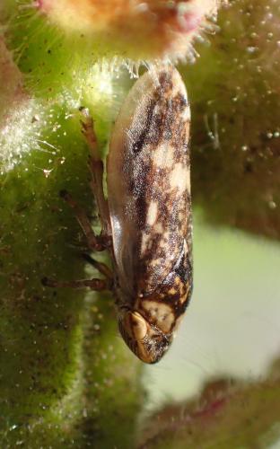 Philaenus spumarius